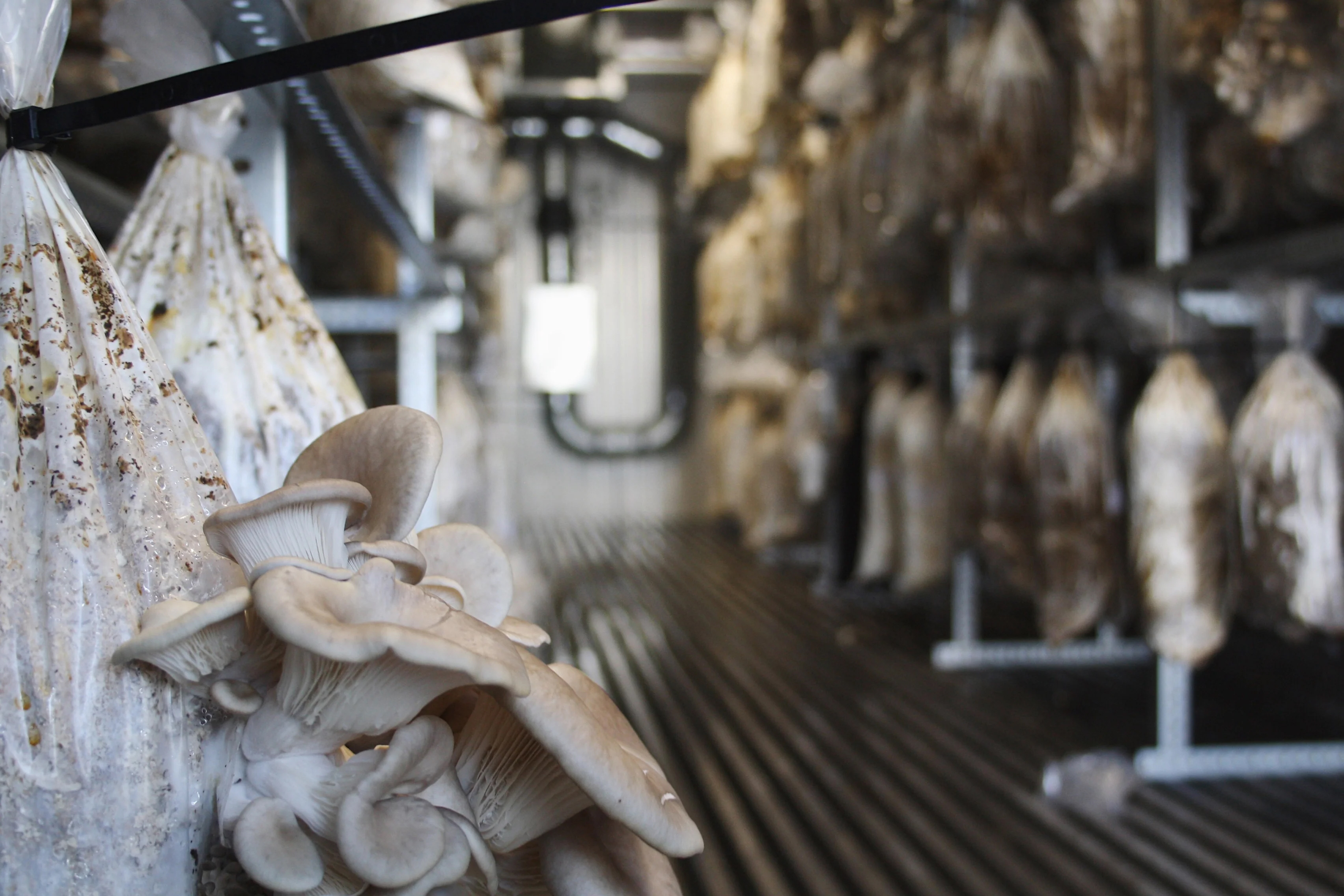 rotterzwam rondleiding 03