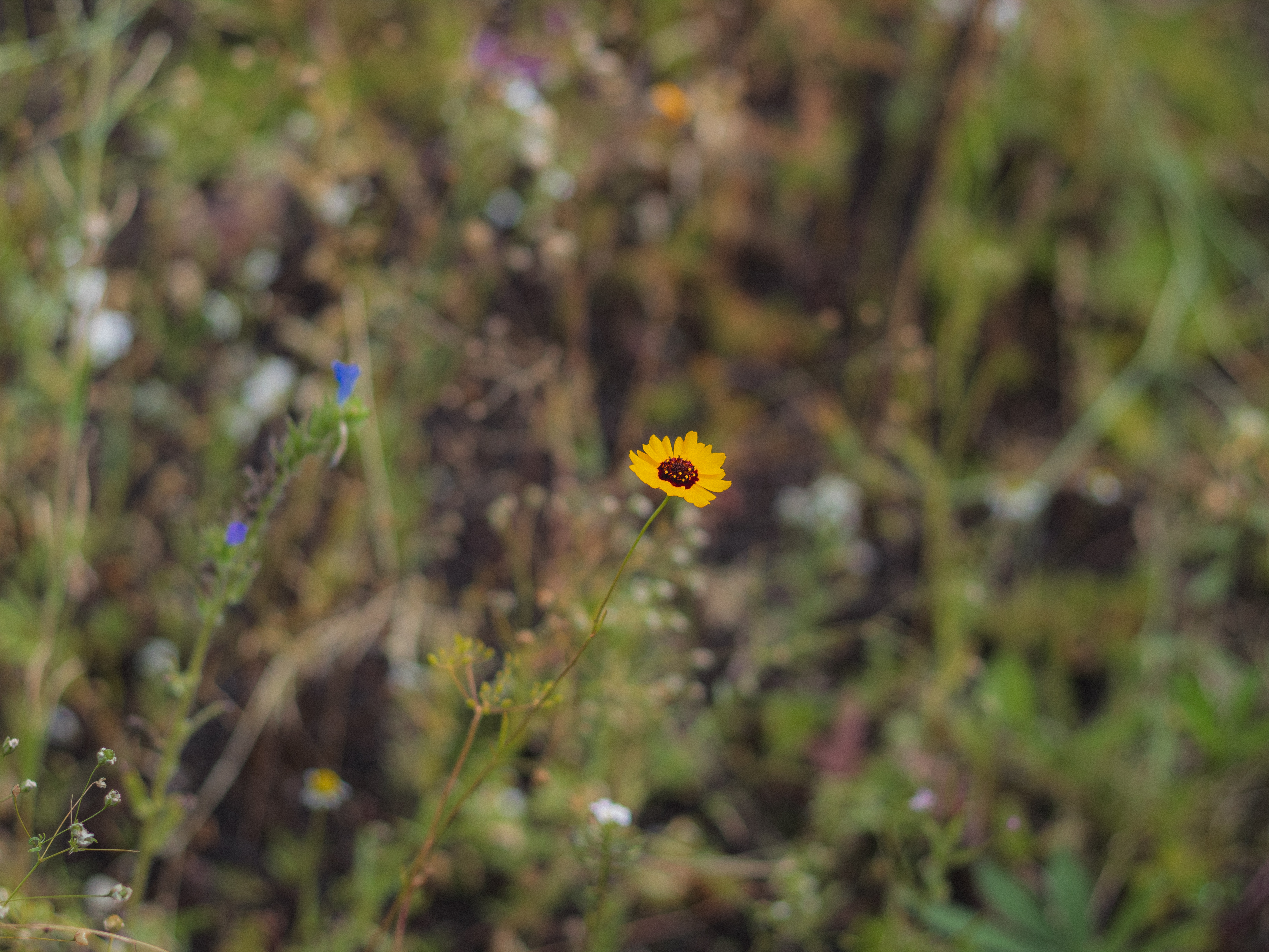 rotterdam green roof