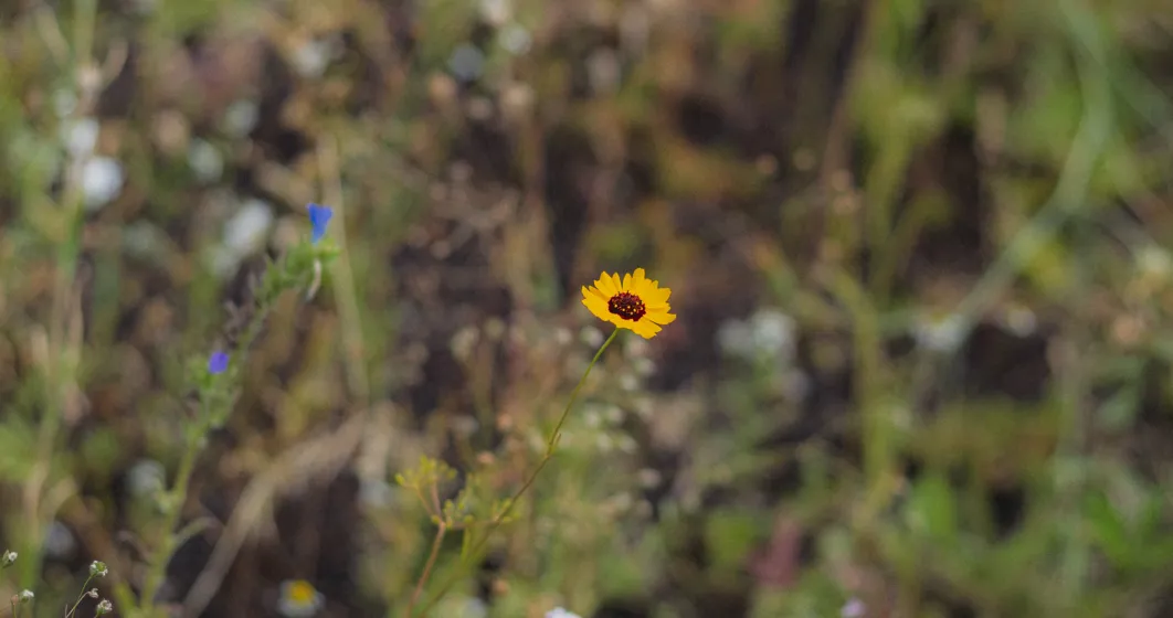rotterdam green roof
