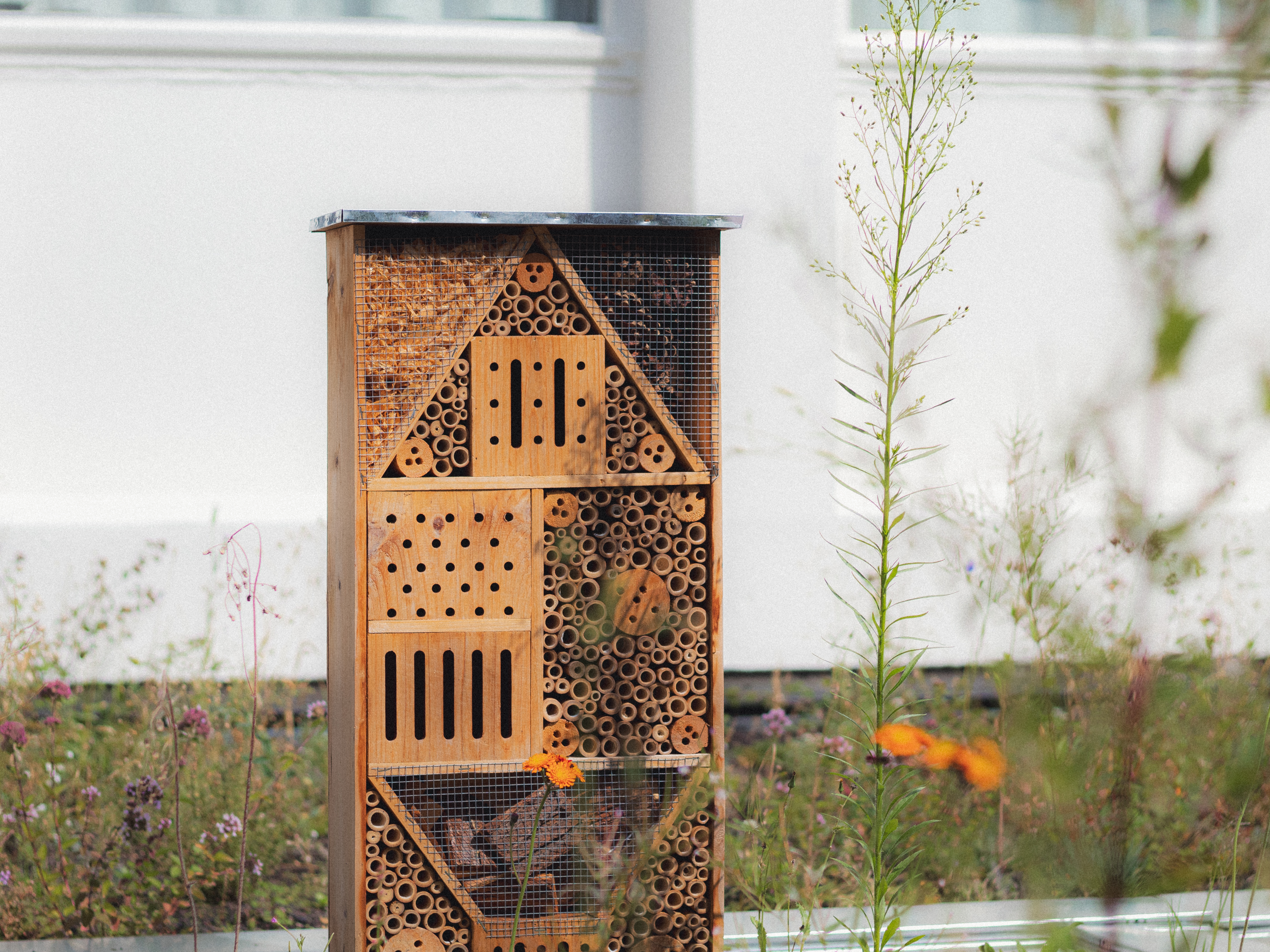 green roof insect hotel
