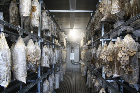 2025mushroomfromcoffeegroundsworldfoodday