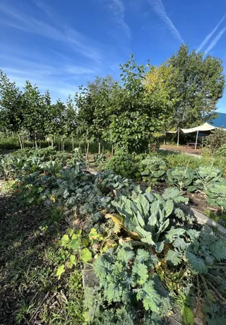 Voedseltuin Kale in Urban Garden 