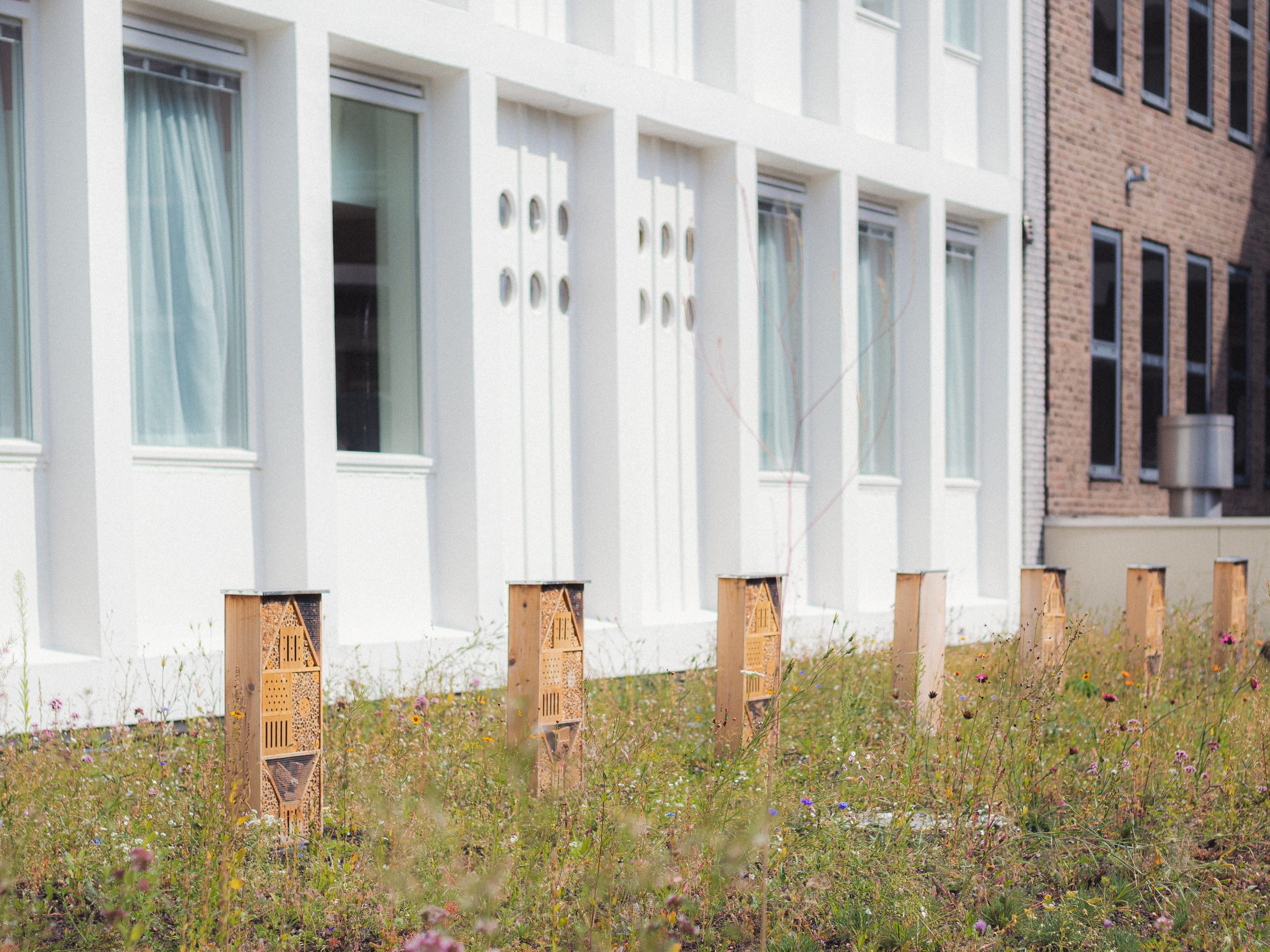 rotterdam green roof