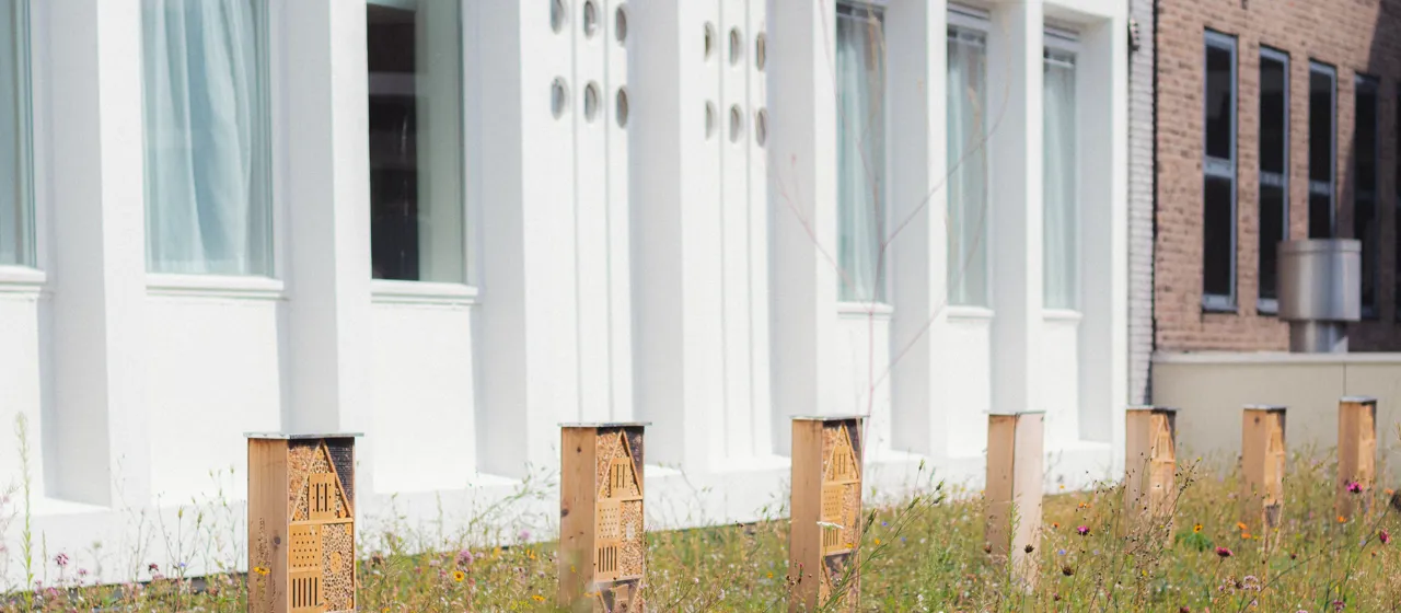 rotterdam green roof