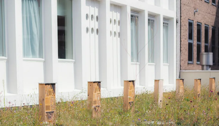rotterdam green roof