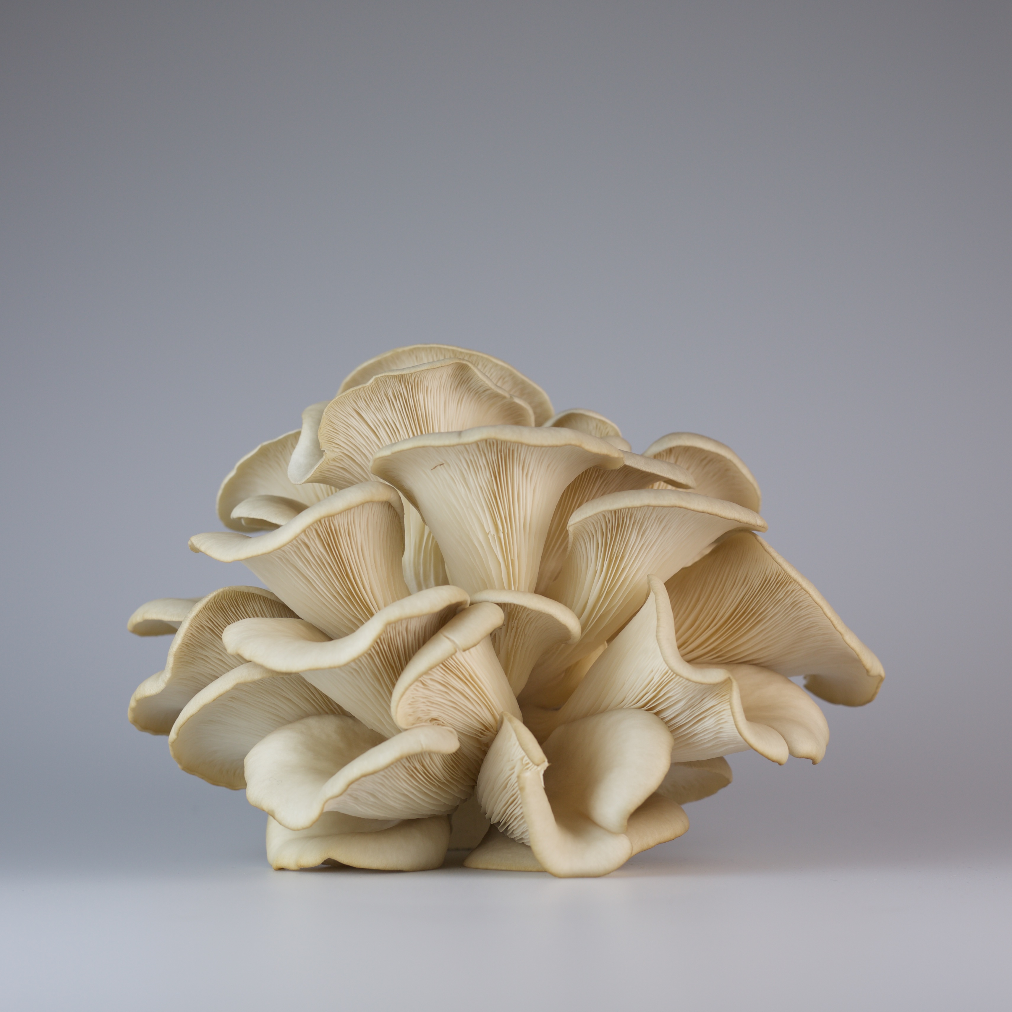 rotterzwam oesterzwammen los 01