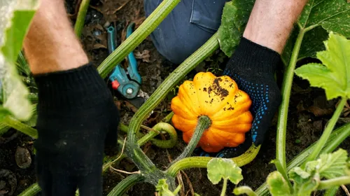 Organic local famer harvesting pumpkin