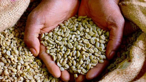 Hands holding unroasted coffee beans at Moyee Sustainable FairChain Coffee